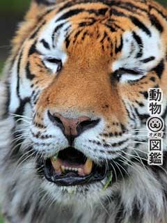 動物オメガ図鑑 待ち受け ﾄﾗ1